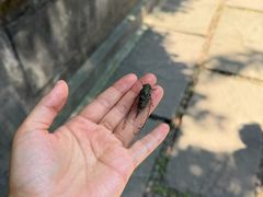 -成都老君山