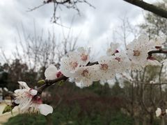 -秀丽东方