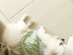 -怪兽屋·羊驼·猫咖·狗咖(俊华广场店)