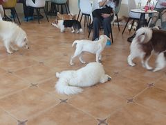 -Let's go狗咖·猫咖·奶狗·桌游(春熙路IFS店)