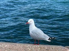 -悉尼海港大桥