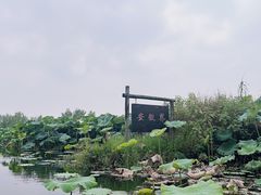 -池杉湖湿地公园