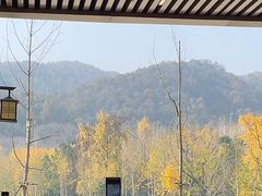 -千年银杏谷文化旅游区
