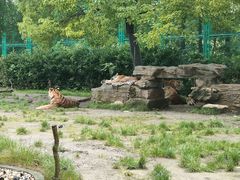 -上海野生动物园老虎餐厅