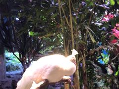 -正佳雨林生态植物园