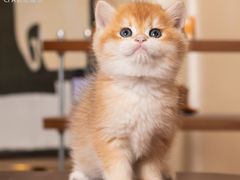 -小猫来了·猫舍(红山六九七九店)