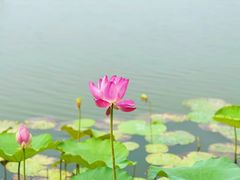 -香山公园