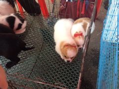 iphone_upload_pic-清平路水族市场