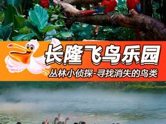 -广州长隆飞鸟乐园