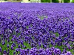 -北京东方普罗旺斯薰衣草庄园