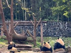 -都江堰中华大熊猫苑