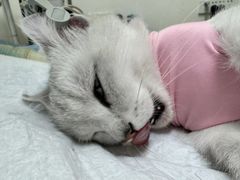 -康爱犬猫诊所·牙专科·骨外科·影像内科(丰宁店)