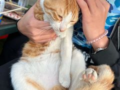 -大夫山顺驰自助烧烤场