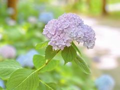 -上海滨江森林公园