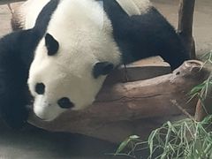 -石家庄市动物园