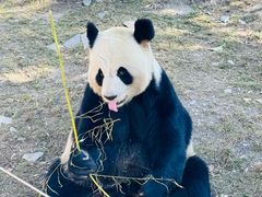-卧龙中华大熊猫苑神树坪基地