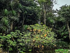 -中国科学院西双版纳热带植物园