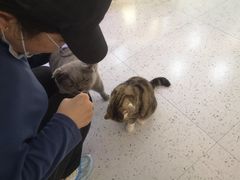-喵园·猫主题咖啡厅·撸猫·猫咖(国贸店)