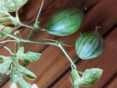 -和合谷(东四北大街店)