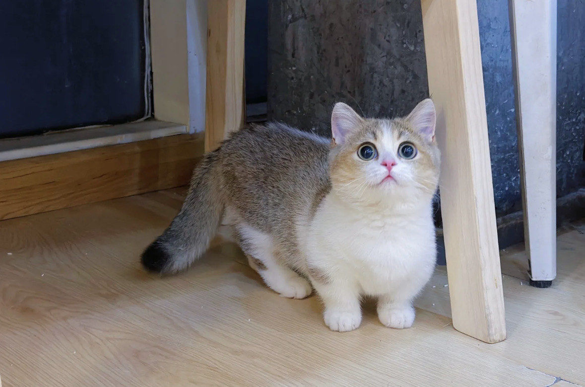 矮脚猫也太可爱啦