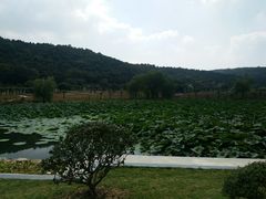 -龙寺生态园