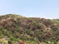 -贵州百里杜鹃风景名胜区