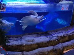 -海合安武汉极地海洋公园