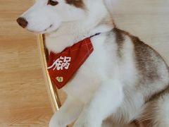 -Husky Go! 哈士奇体验馆·宠物咖啡厅狗咖
