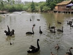 -溱湖国家湿地公园