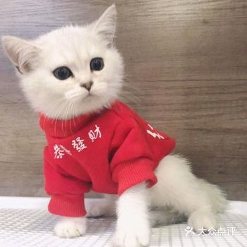 我一直就想养只我最喜爱的银渐层，我也去过很多大大小小