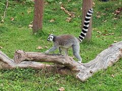 -上海动物园(地铁站)