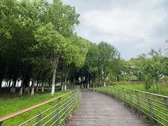 -江滩湿地公园
