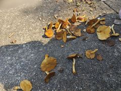 -素山寺森林公园