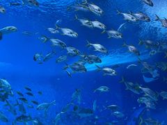 -上海海昌海洋公园