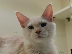 -十年猫舍·猫咪专门店(普陀店)