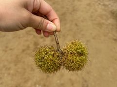 -清西陵