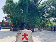 -大槐树寻根祭祖园