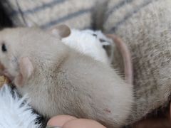 -嘉馨宠物医院·CT影像转诊·心脏科·犬猫全科诊疗中心(下沙大学城院区)