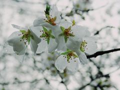 -武汉大学-樱园
