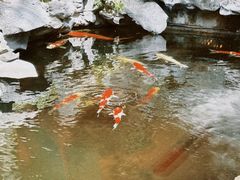 -鲤院·新中式美学·庭院餐厅(夫子庙店)