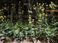 -黄山老妈·土菜(碧桂园店)