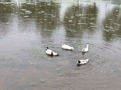 -咸阳湖景区-古渡公园