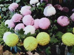 -7fresh七鲜(大族广场店)