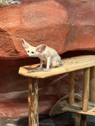 -Zoolung Zoolung动物主题公园(海信广场店)