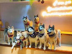 -Husky Go! 哈士奇体验馆·宠物咖啡厅狗咖