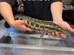 -太二酸菜鱼(石家庄万象城店)