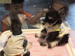 -小尾巴宠物店(万科·金域华庭店)