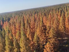 -黄海国家森林公园