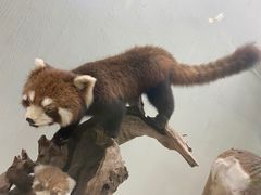 -国家自然博物馆