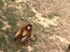 -西霞口神雕山野生动物世界